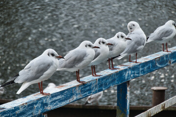 Möven in Winter in Meppen am Emsanleger