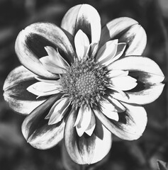 Dahlia flower  symmetric perfection. Closeup. Abstract floral art background. Black white photography. 