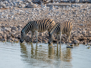 Fototapeta na wymiar A close up view of a pair of Zebras drinking at a waterhole in the Etosha National Park in Namibia in the dry season