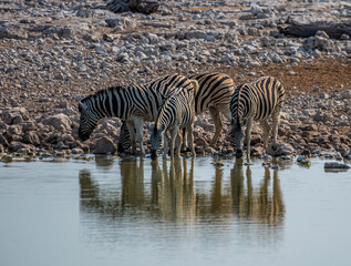 Fototapeta na wymiar A view of a herd of Zebras drinking at a waterhole in the Etosha National Park in Namibia in the dry season
