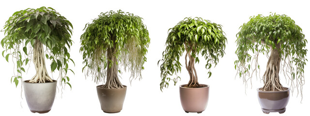 Large house weeping fig plant in modern pot or vase isolated on transparent background generative ai
