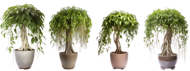 Tuinposter Large house weeping fig plant in modern pot or vase isolated on transparent background generative ai © Hixel