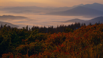 Sunrise above Dragobrat, with fog in the meadow in Carpathian mountains, Ukraine