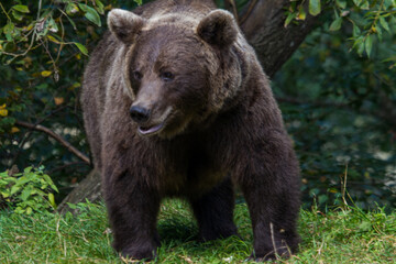 Fototapeta premium Bear in Romania