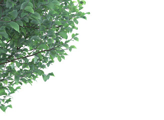 Obraz premium Various types of tree branch plants bushes shrub