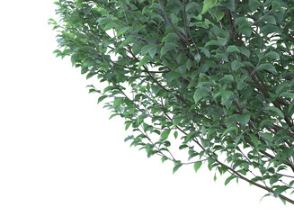 Various types of tree branch plants bushes shrub