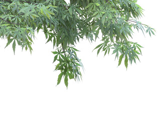Fototapeta premium Various types of tree branches bushes shrub and small plants 