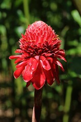 Beautiful Red Flower at Hawaii Botanical Garden