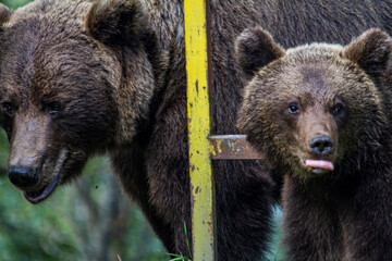 She-bear with cubs