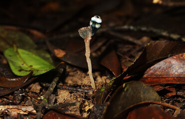 rare and exotic flower of Mycoheterotrophic plant Thismia mirabilis
