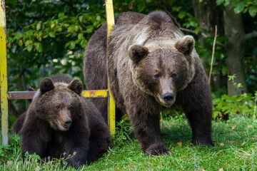 Fototapeta premium She-bear with cubs