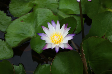 Blooming Nymphea Purple joy waterlily in water pond	