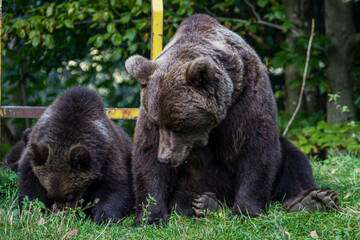 She-bear with cubs