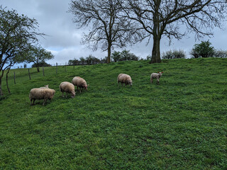 Obraz premium A herd of sheep grazing on a lush green hillside