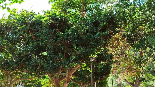 Radiant Sunlight Filtering Through Ficus Sycomorus Leaves in a Natural Outdoor Setting