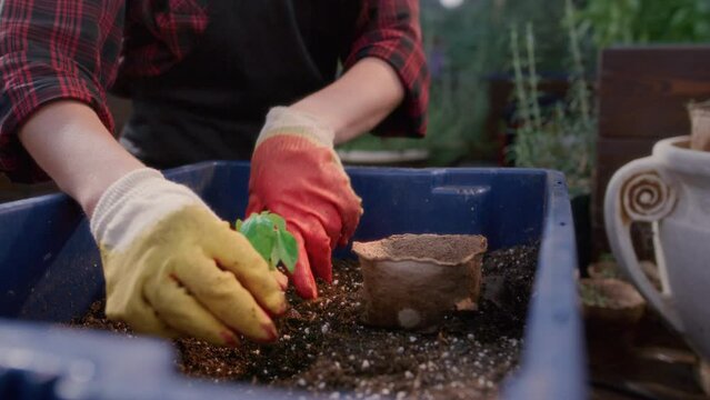 A farmer gardener transplants a seedling or sprout in a greenhouse. Greenhouse with plants. The female botanist grows vegetables. Organic food on the farm. Agriculture