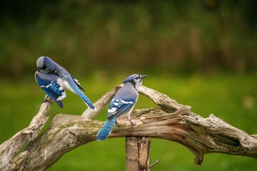 blue jays perched on a branch