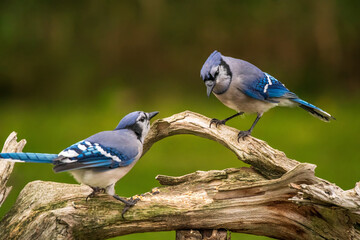 blue jays perched on a branch