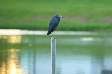 Little blue heron bird perching near lake water in Florida wetland