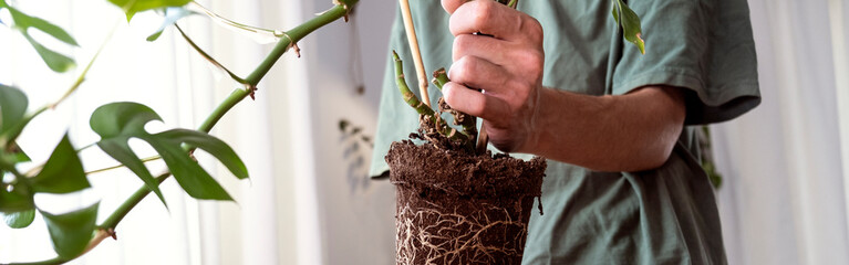 Banner  hands holding mini monstera Rhaphidophora tetrasperma sprouts to sort preparing to put in a clay flowerpot. - obrazy, fototapety, plakaty