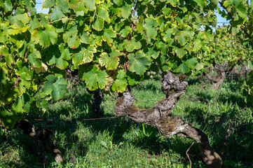 Ripe ready to harvest Semillon white grape on Sauternes vineyards in Barsac village affected by Botrytis cinerea noble rot, making of sweet dessert Sauternes wines in Bordeaux, France