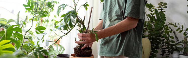 Banner  hands holding mini monstera Rhaphidophora tetrasperma sprouts to sort preparing to put in a...
