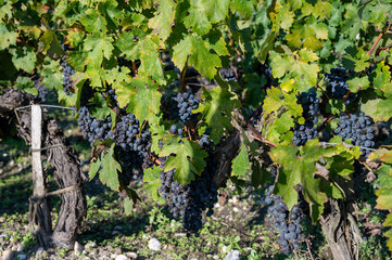 Harvest time in Saint-Emilion wine making region on right bank in Bordeaux, ripe and ready to...