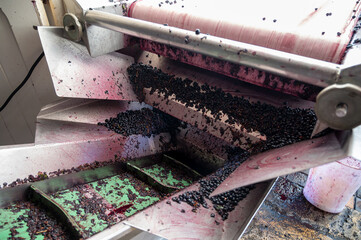 Harvest works in Pauillac, Haut-Medoc wine making region of Bordeaux, picking, sorting with hands,...