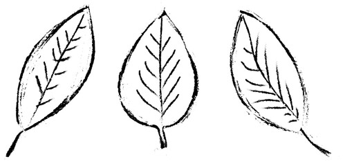 Fototapeta premium Hand draw leaf icon, doodle symbol