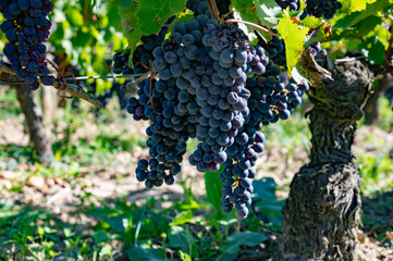 Harvest time in Saint-Emilion wine making region on right bank in Bordeaux, ripe and ready to...
