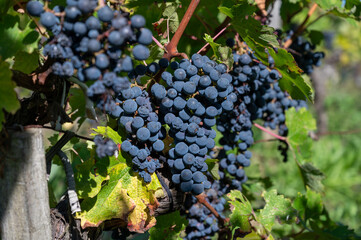 Harvest time in Saint-Emilion wine making region on right bank in Bordeaux, ripe and ready to...