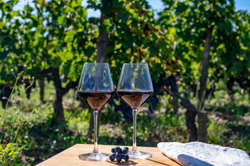 Wine tasting and rows of Merlot red grapes in Saint-Emilion wine making region in Pomerol,  right...