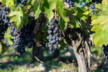 Harvest time in Saint-Emilion wine making region on right bank in Bordeaux, ripe and ready to...