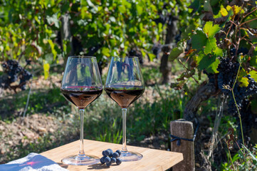 Wine tasting and rows of Merlot red grapes in Saint-Emilion wine making region in Pomerol,  right...