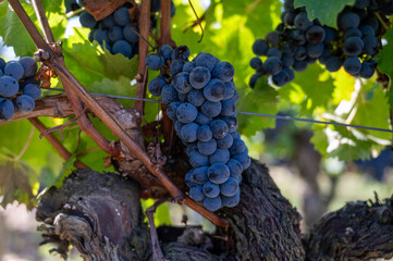 Harvest time in Saint-Emilion wine making region on right bank in Bordeaux, ripe and ready to...