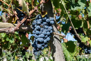 Green vineyards with rows of red Cabernet Sauvignon grape variety of Haut-Medoc vineyards in...
