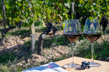 Wine tasting and rows of Merlot red grapes in Saint-Emilion wine making region in Pomerol,  right bank in Bordeaux, ripe and ready to harvest Merlot or Cabernet Sauvignon red grapes, France