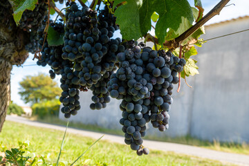 Harvest time in Saint-Emilion wine making region on right bank in Bordeaux, ripe and ready to...