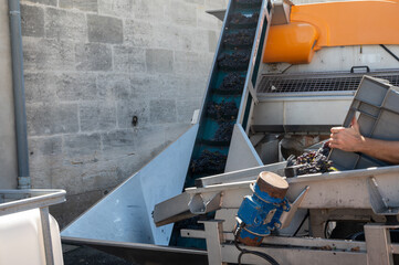 Harvest works in Saint-Emilion wine making region on right bank of Bordeaux, picking, sorting with...