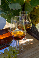 Tasting of Cognac strong alcohol drink in Cognac region, Charente with rows of ripe ready to harvest ugni blanc grape on background uses for spirits distillation, France