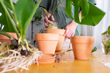 Banner  hands holding Monstera deliciosa, Swiss cheese roors