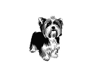 Biewer Magic: A Detailed Vector Study of a Playful Biewer Terrier