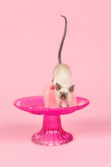 Cute house mouse walking over a pink cake on a pink background
