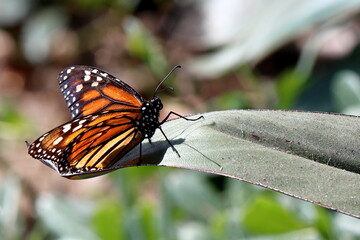 Monarch Butterfly on leaf