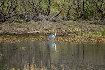 White great egret bird hunting on Florida wetland in summer - Powered by Adobe