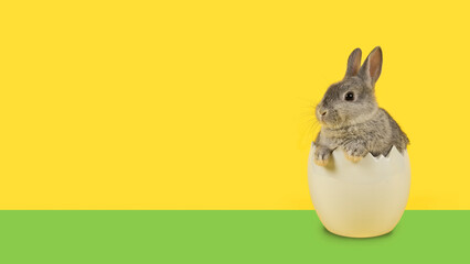 Cute grey rabbit in a white egg on an yellow background with copy space