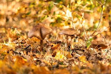 Pilz