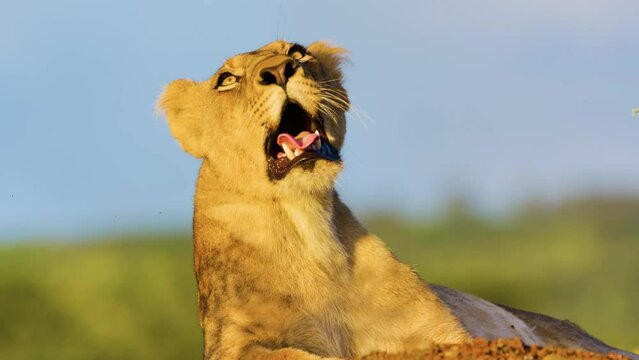 Slow motion footage of an African Lioness with amazing eyes at sunset time in african savannah.