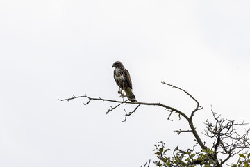 Ein Mäusebussare (Buteo buteo) sitzt auf einem Ast
