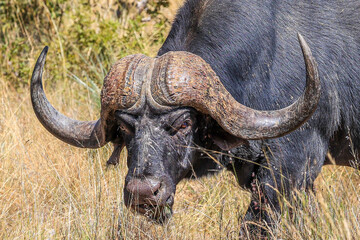 An African Buffalo with a magnificent boss and horns.